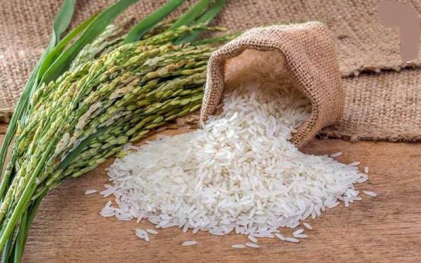 بهترین نوع برنج چمپا جنوب کدام است؟